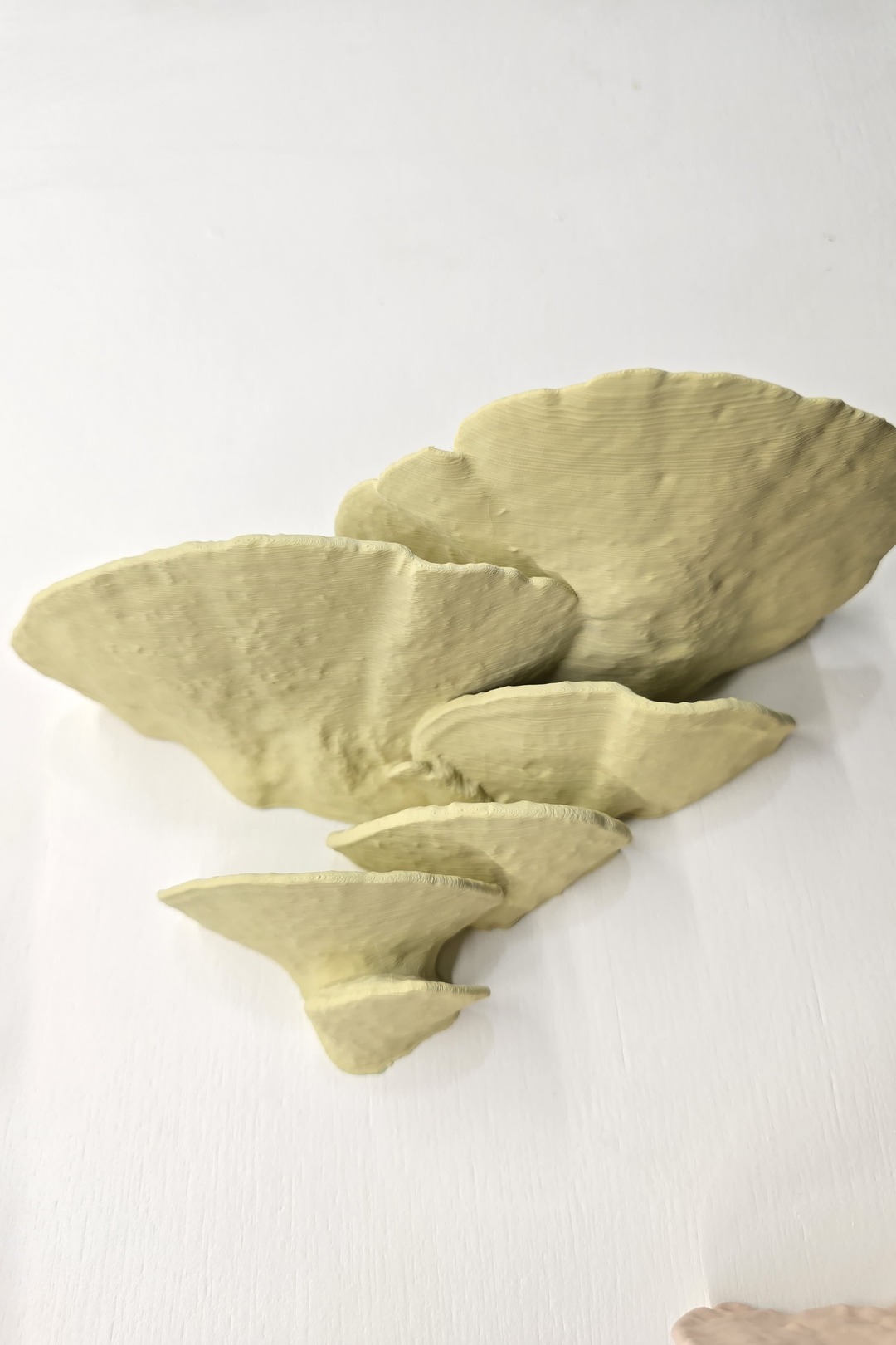 Turkey Tail mushroom shelf in khaki finish